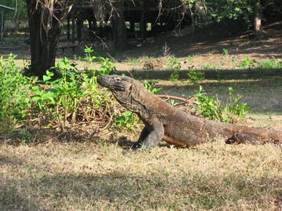 Rinca Island Dragon Tour
